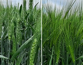 austral plus wheat