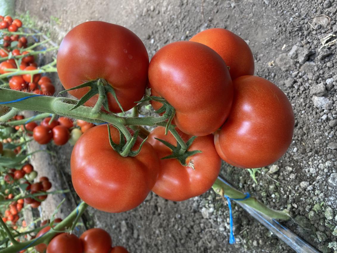 Paronema F1