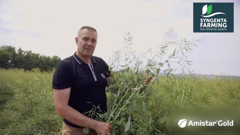 Combaterea bolilor la rapita in ferma SC Danistas-Plant SRL