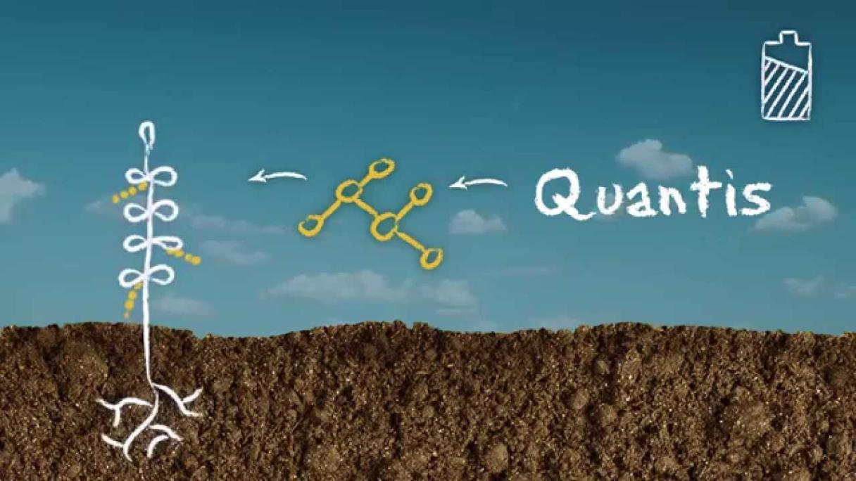 Efecte Quantis