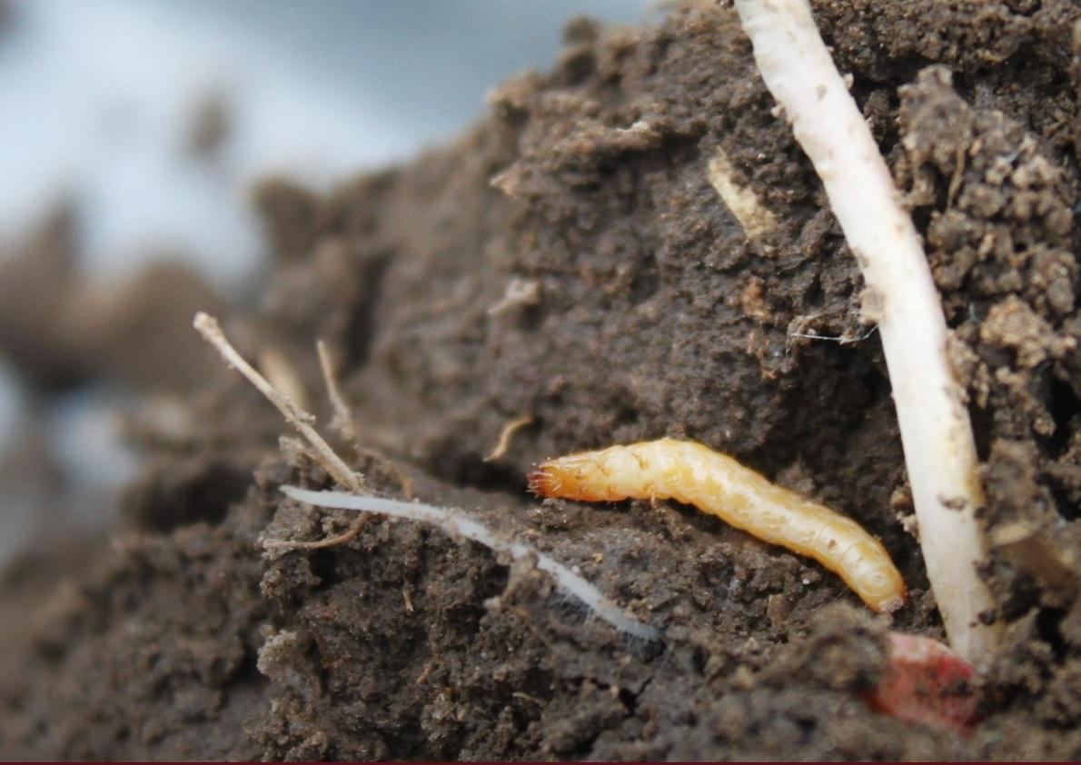 larva_Zabrus