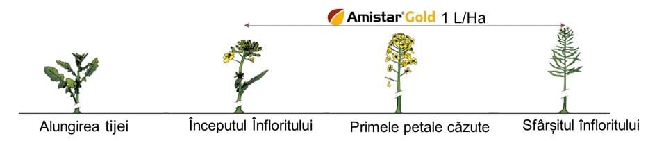 Amistar Gold Faze de aplicare la rapita