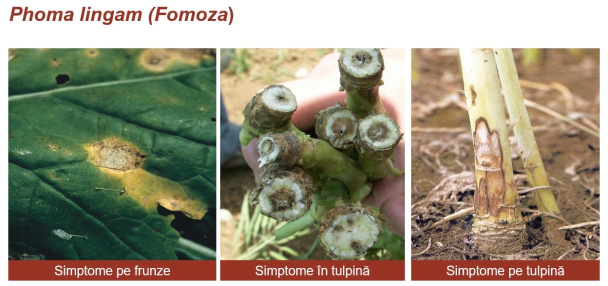 fomoza la rapita simptome