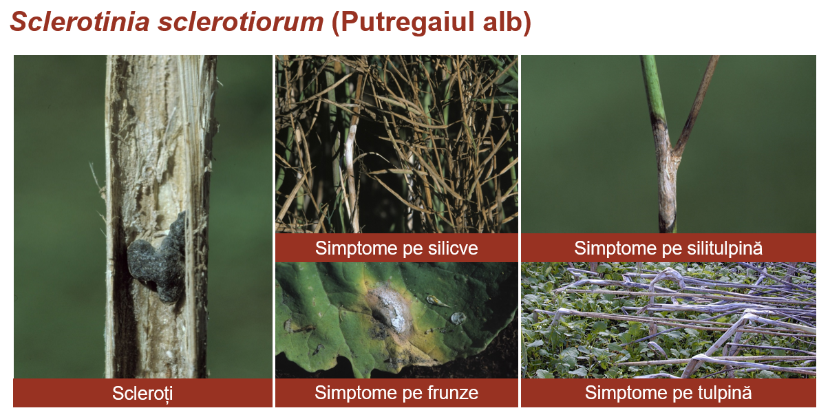sclerotionia la rapita simptome