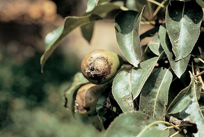 rapăn pe fructe