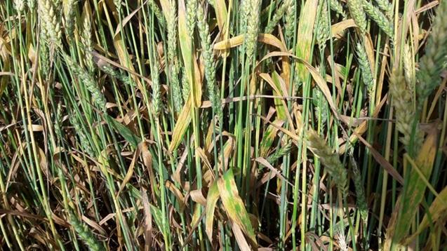 septoria netratat