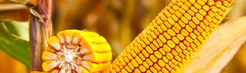Corn