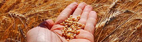 Fungicide