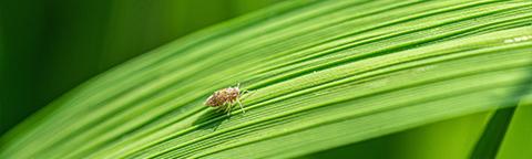 Insecticide