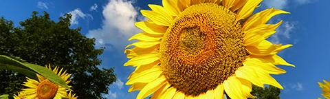 sunflower